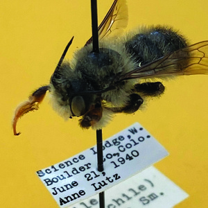 Pinned bee with collection info.